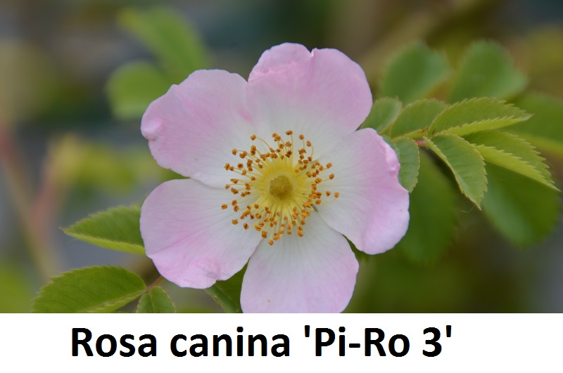 Rosa canina Pi-Ro 3