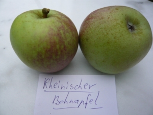 Rheinischer Bohnapfel