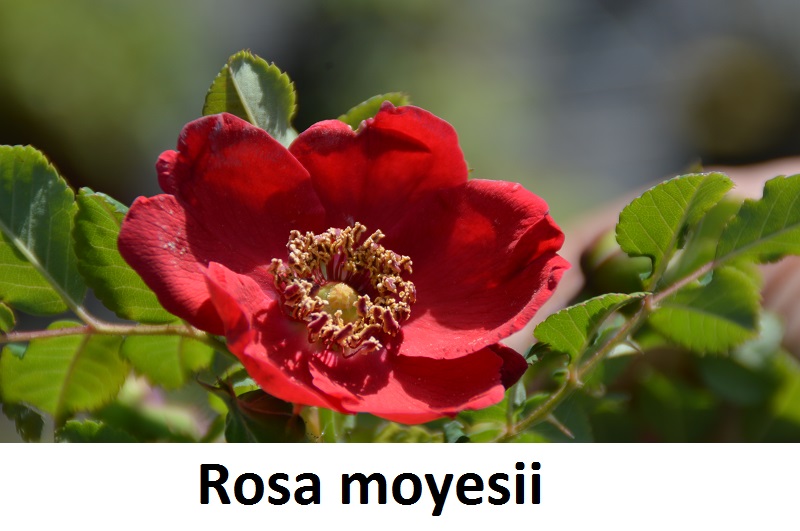 Rosa moyesii