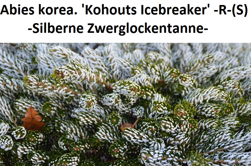 Abies koreana Kohouts Icebreaker