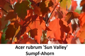 Acer rubrum Sun Valley