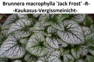 Brunnera macrophylla Jack Frost
