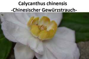 Calycanthus chinensis