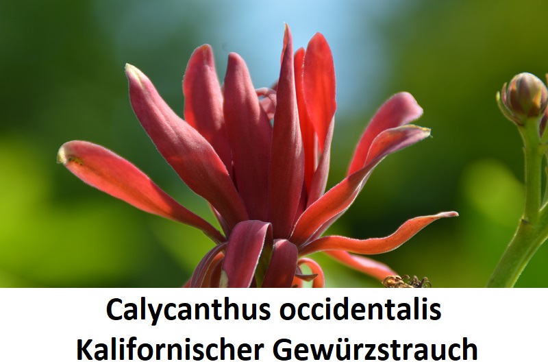Calycanthus occidentalis