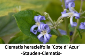 Clematis heracleifolia Cote d' Azur