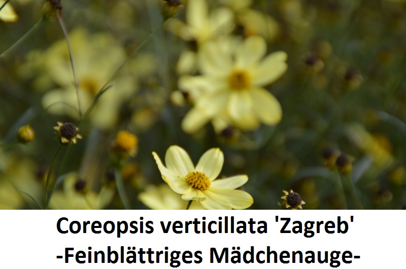 Coreopsis verticillata Zagreb