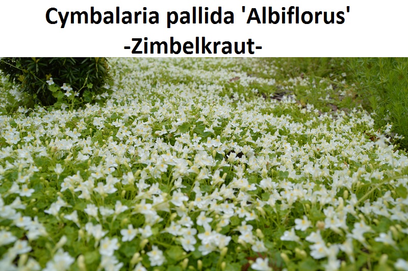 Cymbalaria pallida Albiflorus