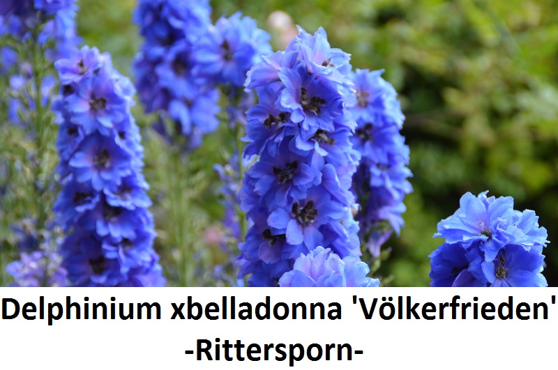 Delphinium x belladonna Völkerfrieden