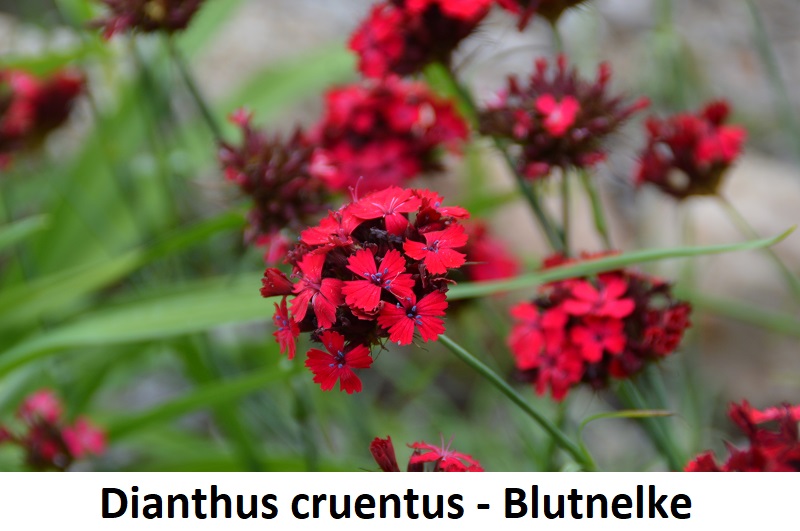 Dianthus cruentus
