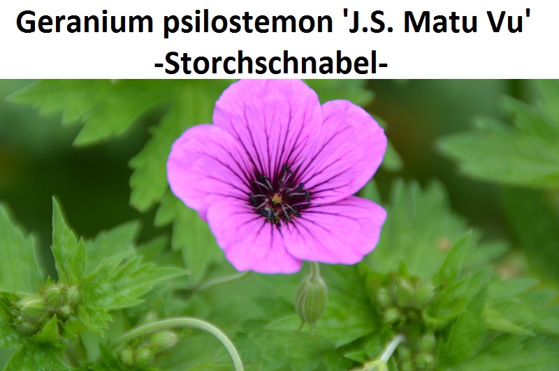 Geranium psilostemon JS Matu Vu