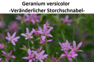 Geranium versicolor
