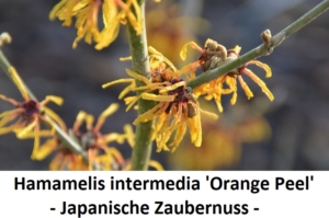 Hamamelis intermedia Orange Peel