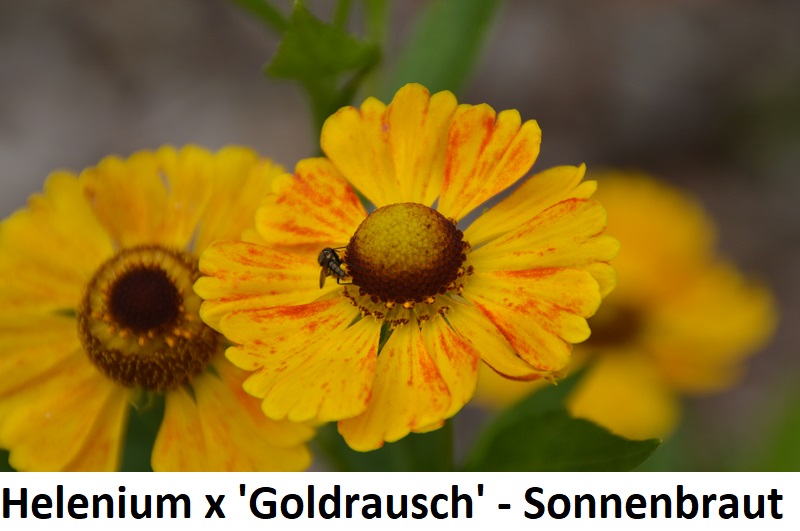 Helenium x Goldrausch