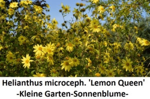 Helianthus microcephalus Lemon Queen