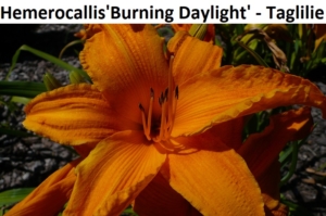 Hemerocallis x Burning Daylight