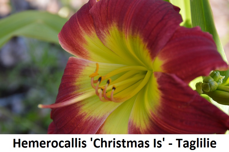 Hemerocallis x Christmas Is