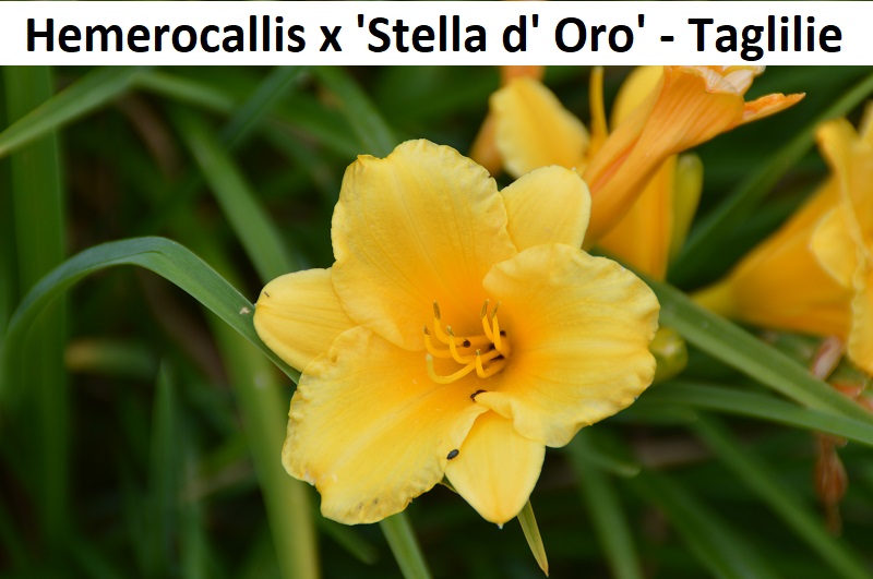 Hemerocallis x Stella d' Oro