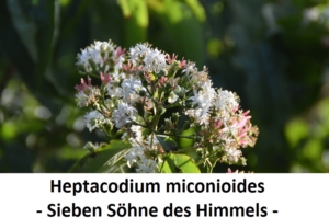 Heptacodium miconioides