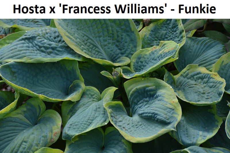 Hosta x Francess Williams