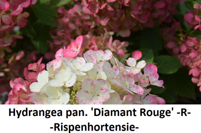 Hydrangea paniculata Diamant Rouge