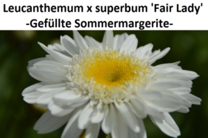 Leucanthemum x superbum Fair Lady