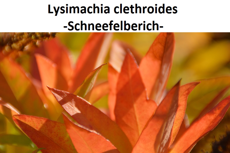Lysimachia clethroides