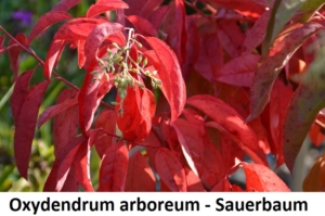 Oxydendrum arboreum