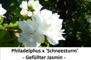 Philadelphus x Schneestrum