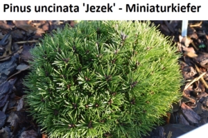 Pinus uncinata Jezek
