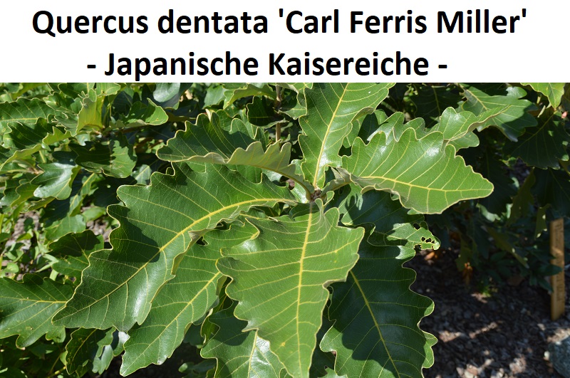 Quercus dentata Carl Ferris Miller