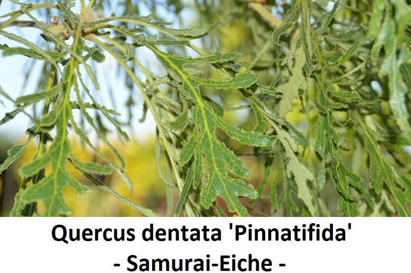 Quercus dentata Pinnatifida
