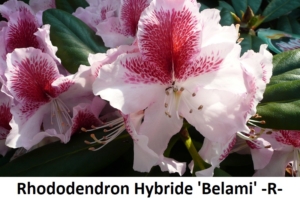 Rhododendron Hybride Belami
