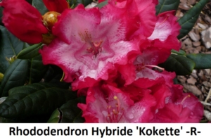 Rhododendron Hybride Kokette
