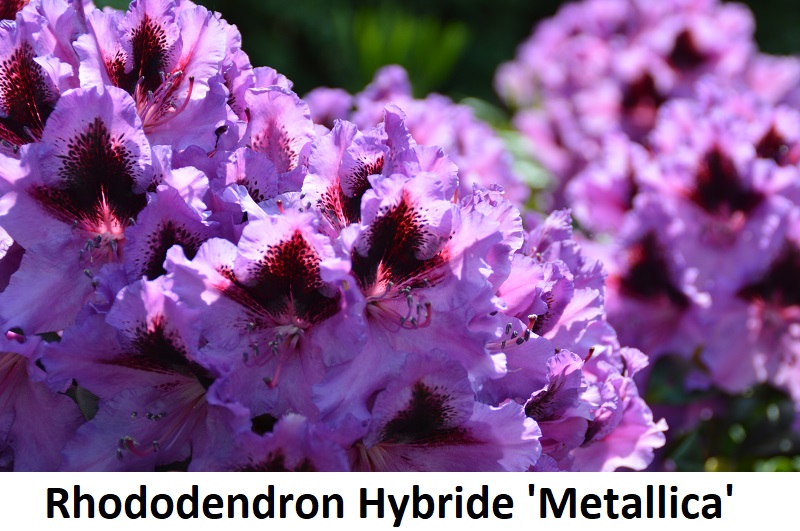 Rhododendron Hybride Metallica