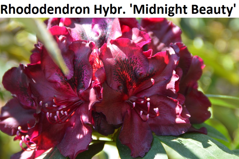 Rhododendron Hybride Midnight Beauty