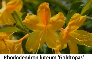Rhododendron luteum Goldtopas