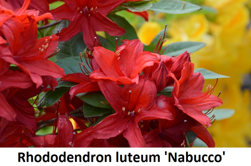 Rhododendron luteum Nabucco