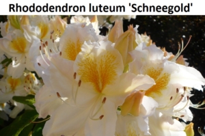 Rhododendron luteum Schneegold