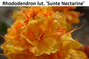Rhododendron luteum Sunte Nectarine