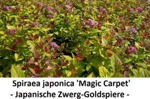 Spiraea japonica Magic Carpet