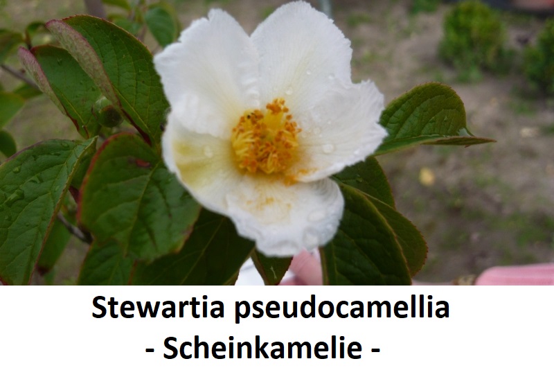 Stewartia pseudocamelia