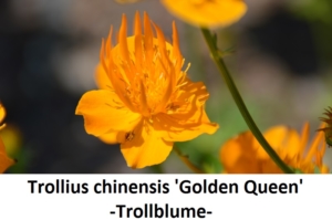 Trollius chinensis Golden Queen