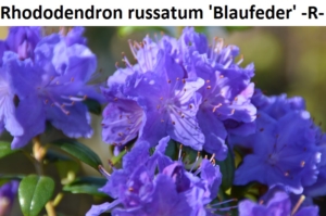 Rhododendron russatum Blaufeder