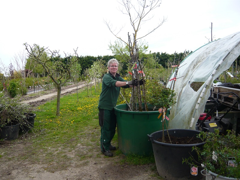 Frau Paeth sortiert Obstbäume