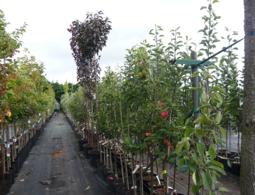 Obstbäume im Container – Start im Sommer-und Frühherbstverkauf