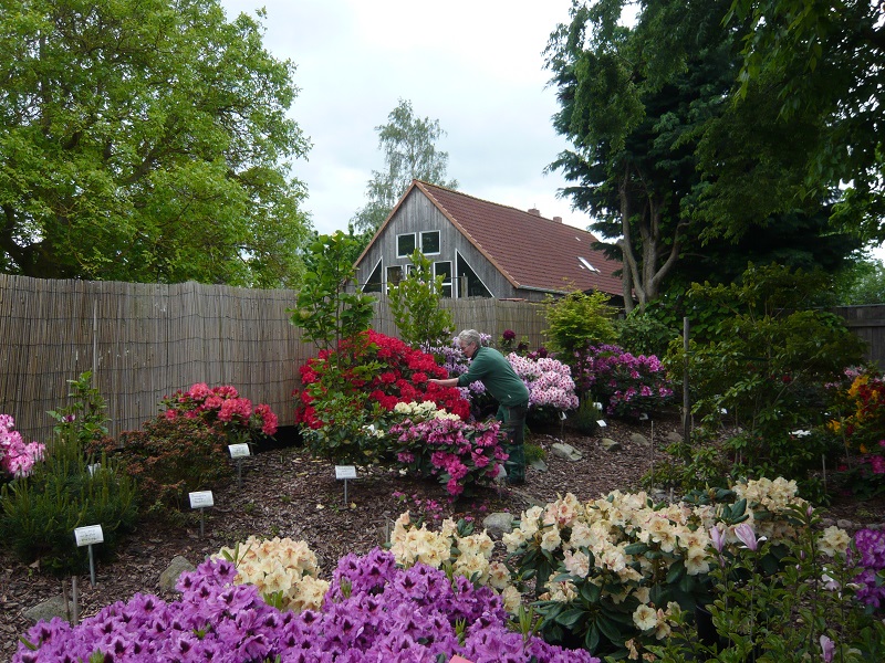 Rhododendron Mai 2019