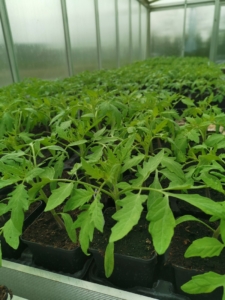 Tomatenpflanzen 2021
