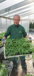 Tomatenpflanzen_2022 Baumschule Hager