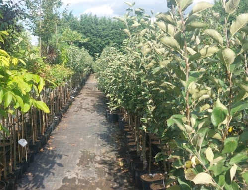 Obstbäume im Container – Start im Sommer-und Frühherbstverkauf